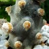 Tephrocactus_ molinensis _11